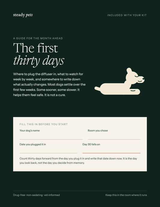 The Calm Plan — Digital Guide